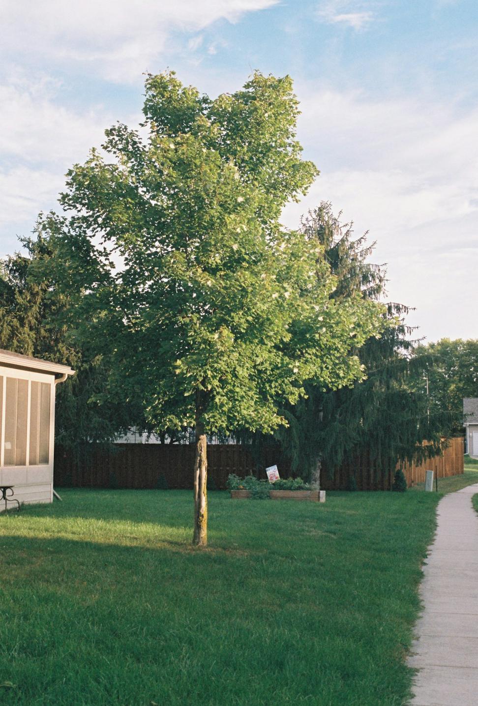 Cambie Corridor Family Home